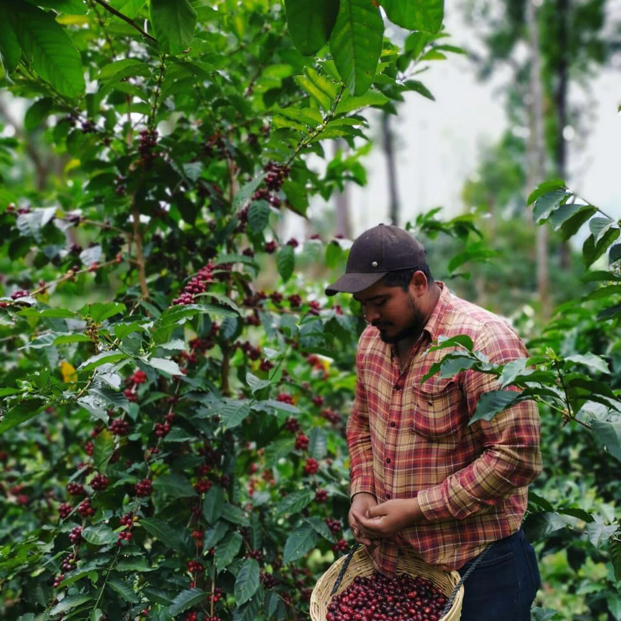 José Argüello, productor de Finca Santa Cruz
